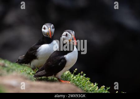 Ein Paar Atlantische Papageientaucher posiert für ein Foto am Rande einer Klippe in County Wexford, Irland Stockfoto