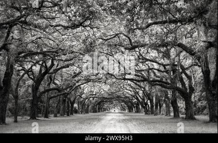 Eine Allee mit alten Eichenbäumen und einem Auto in der Ferne in Wormsloe, Georgia; schwarz-weiß Stockfoto