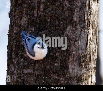 Weißbrust Nuthatch auf der Seite eines Baumviertels vor der Kamera Stockfoto