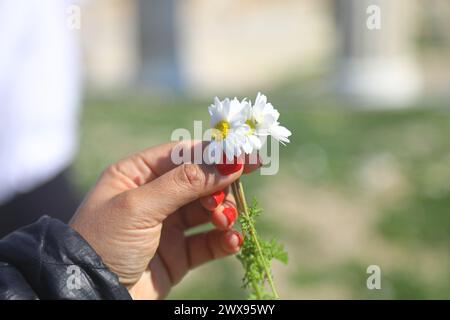 Die Hand der Frauen berührt die Mandelblüte im Frühling Stockfoto