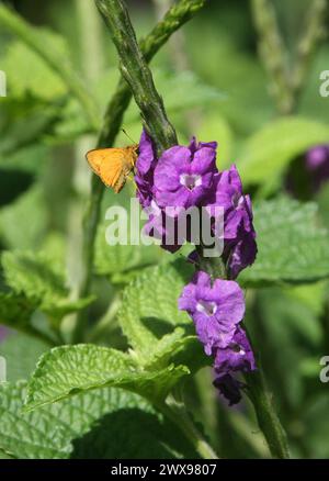 Feuriger Skipper-Schmetterling, Hylephila phyleus, Hesperiidae, Schmetterlinge. Fütterung auf Jamaica Vervain, Stachytarpheta jamaicensis, Costa Rica. Stockfoto