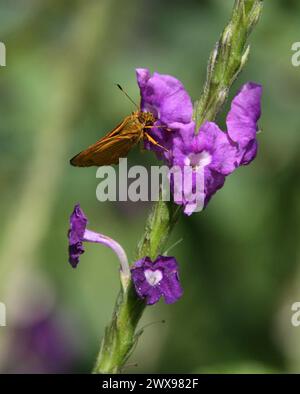 Feuriger Skipper-Schmetterling, Hylephila phyleus, Hesperiidae, Schmetterlinge. Fütterung auf Jamaica Vervain, Stachytarpheta jamaicensis, Costa Rica. Stockfoto