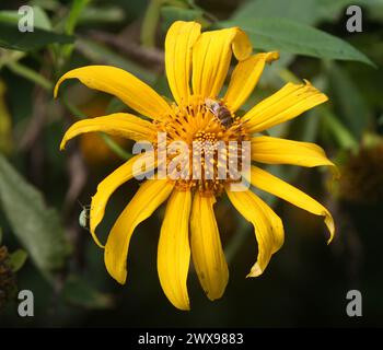 Baummarigold, mexikanisches Tournesol, mexikanische Sonnenblume, japanische Sonnenblume oder Nitobe Chrysantheme, Tithonia diversifolia, Asteraceae. Costa Rica. Tithon Stockfoto