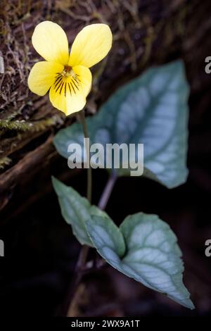 Helleberdenblättrige Violette (Viola hastata) - Coontree Trail im Pisgah National Forest, Brevard, North Carolina, USA Stockfoto