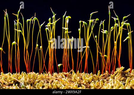 Nahaufnahme des Sporophytenstadiums der Moospflanzen - Pisgah National Forest, nahe Brevard, North Carolina, USA Stockfoto