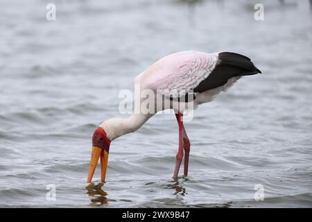 Der Gelbschnabelstorch (Mycteria ibis), manchmal auch Holzstorch oder Holzstorch genannt, ist eine große afrikanische Watstorchart aus der Familie Ciconiid Stockfoto