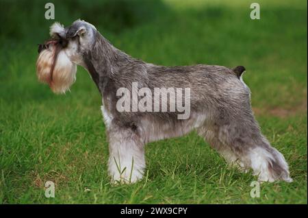 Miniatur Schnauzer Hund Salz und Pfeffer standen seitlich Stockfoto