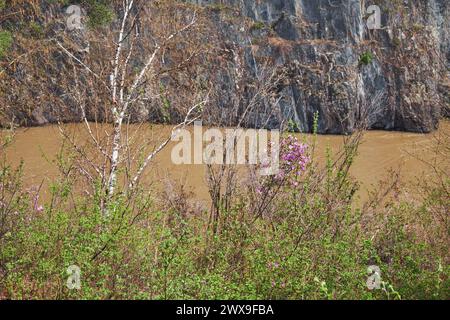 Altai natürliche Landschaft hohe felsige Ufer über dem Katun Fluss im Frühling. Im Vordergrund befindet sich ein mit Birkenbäumen und Büschen bewachsenes Ufer. Stockfoto