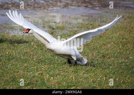 Nahaufnahme eines weißen Schwans auf dem Gras, starte mit weit geöffneten Flügeln Stockfoto