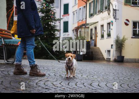 Frau geht mit Hund in der Stadt. Frau mittleren Alters mit Hund in Solothurn Stockfoto