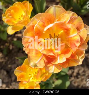 Drei Blütenblätter von OrangenTulpen Stockfoto