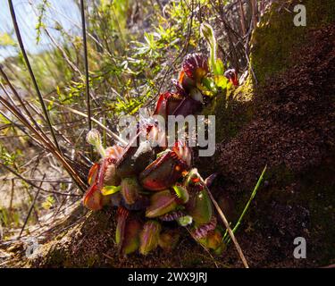 Albany-Kannenpflanze (Cephalotus follicularis) mit Blumenstielen, in einem natürlichen Lebensraum in Westaustralien Stockfoto