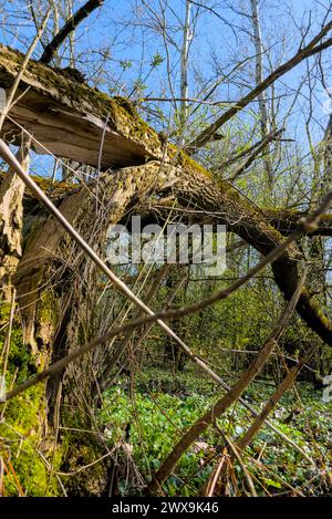Gefallener Baum nach starkem Wind im Wald, vertikaler Schuss Stockfoto