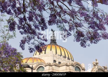 Mexiko-Stadt, Mexiko. März 2024. Dieses Foto zeigt blühende Jacarandabäume in Mexiko-Stadt, Mexiko, am 27. März 2024. Quelle: Li Mengxin/Xinhua/Alamy Live News Stockfoto