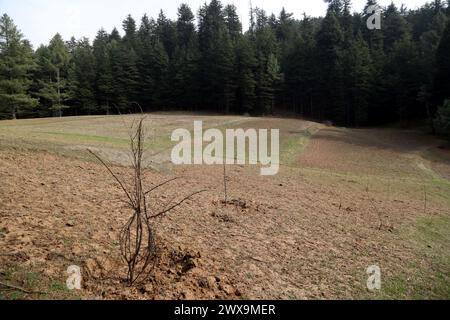 Pulwama, Jammu Und Kaschmir, Indien. März 2024. Entwaldung und Übergriff in den Yarwan-Wald im Keller-Block im Shopian-Bezirk Südkaschmir. (Kreditbild: © Nisar UL Haq/Pacific Press via ZUMA Press Wire) NUR REDAKTIONELLE VERWENDUNG! Nicht für kommerzielle ZWECKE! Stockfoto