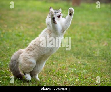 eine Ragdoll Katze spielen im Garten Stockfoto