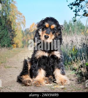 Englischer Cocker Spaniel in der Natur in automne Stockfoto