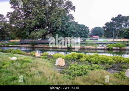 Glebe, Sydney, Australien, Feuchtgebiete entlang des Johnstons Creek zwischen Federal Park und Jubilee Park, NSW, Australien 2024 Stockfoto