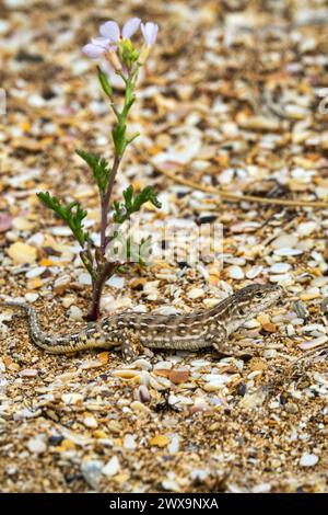 Desert lacerta (Eremias arguta deserti) liegt auf einem Sandschalen-Strand vor dem Hintergrund der Meeresrakete (Cakile maritima), einer vegetarischen Küstendüne Stockfoto