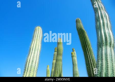 Pachycereus pringlei (auch bekannt als mexikanischer Riesenkaktus oder Elefantenkaktus). Abu Dhabi Wüstenpark. Vereinigte Arabische Emirate Stockfoto