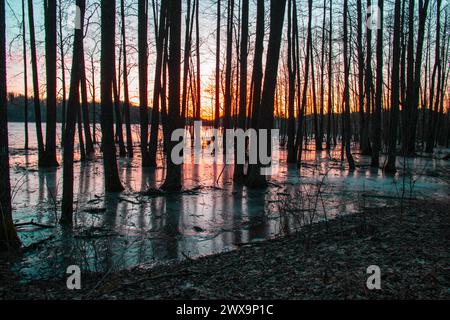 Herrlicher Sonnenaufgang, Sonnenuntergang, überflutetes Seeufer, Baumstämme im Wasser und Eis, Reflexionen, dunkle Silhouetten von Bäumen, Frühling Stockfoto