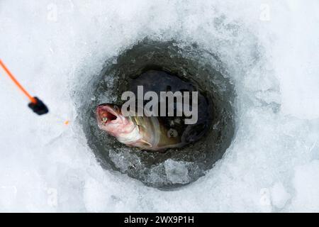 Junger Zander, der beim Eisfischen gefangen wird. Foto von Fischen, die aus dem Loch im Eis gezogen wurden Stockfoto