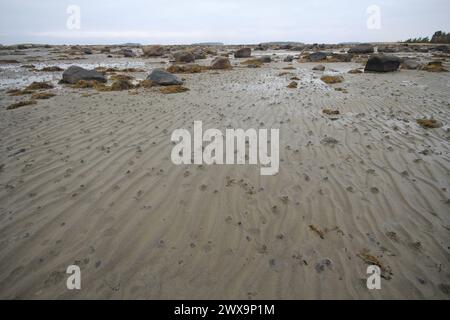 Der Wurm (Arenicola Jachthafen), der mit Sand verdaute Schlamm ausbrach. Intertidale Zone; Strang. Weißes Meer Stockfoto