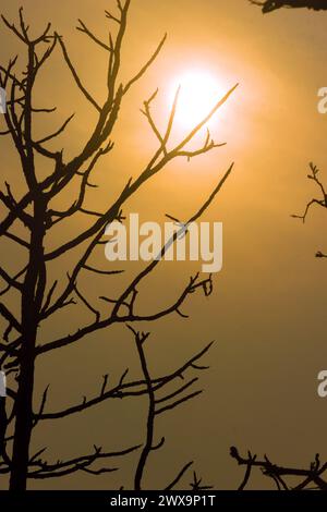 Tropischer Sonnenuntergang. Winterliche Sonnenstrahlen durch Baumäste. Thailand Stockfoto