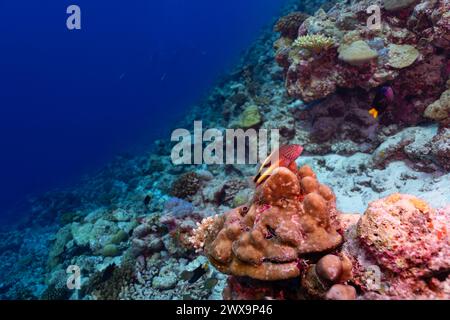 Ein leuchtend rot gelb gestreifter tropischer Fisch auf einem üppigen Korallenriff vor einem tiefblauen Hintergrund des Ozeans Stockfoto