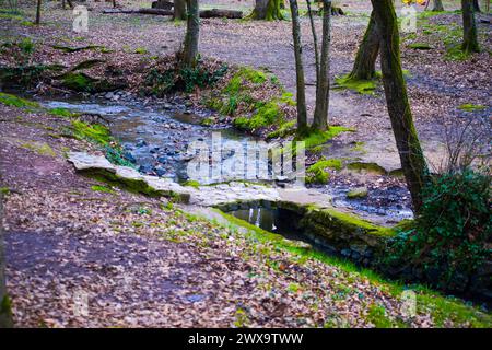 Ein ruhiger Bach fließt sanft zwischen den Bäumen im üppigen Wald und schafft eine ruhige und friedliche Szene. Stockfoto
