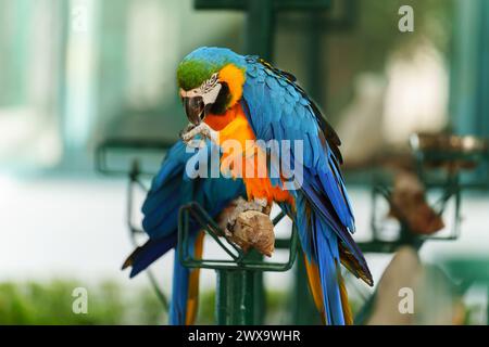 Blau-gelber Ara (Ara arararauna), auch bekannt als der blau-goldene Ara auf einem Holzzweig Stockfoto