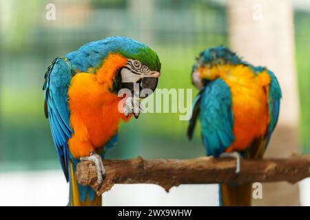 Zwei blau-gelbe Aras (Ara arararauna), auch bekannt als der blau-goldene Ara auf einem Holzzweig Stockfoto