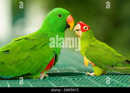 Ein Paar Grünaras (Ara ambiguus) und Eclectus-Papagei Stockfoto