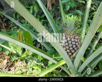 Junge Ananasfrucht auf Baumpflanze mit natürlichem grünen Hintergrund, leckere tropische Früchte auf dem Ackerland Stockfoto