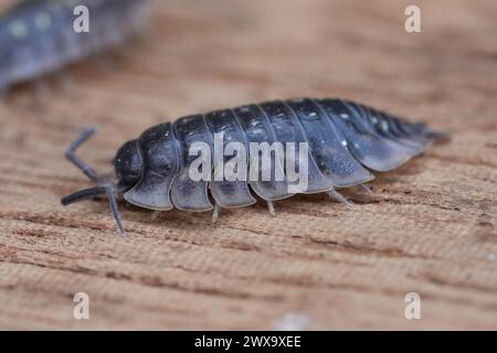 Natürliche Nahaufnahme auf einer gewöhnlichen glänzenden Holzlaus, Oniscus asellus, der auf Holz sitzt Stockfoto