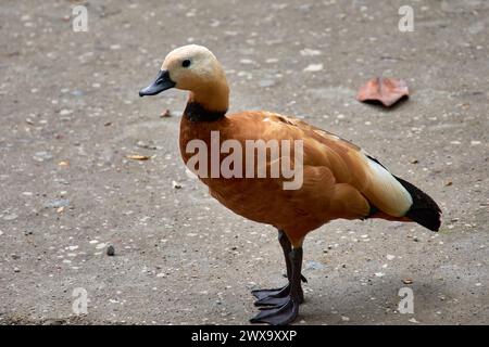 Eine Mandarinenente, Tadorna ferruginea, spaziert an Land mit ihrem orange-braunen Gefieder, einem wunderschönen Wasservogel Stockfoto