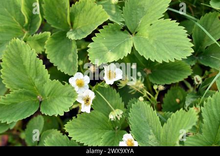 Weiße Blüten erschienen im Frühjahr an den Erdbeerbüschen. Stockfoto