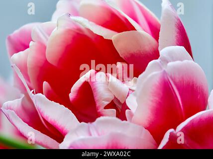 Bild eines rosa Hintergrunds von einer Knospe einer blühenden Tulpe columbus Stockfoto