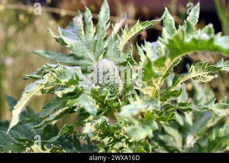 Mohnpflanze, ihre Blätter und ungeöffnete Blütenstände. Auf den Blättern der Blüte sind Tau-Tropfen zu sehen. Stockfoto