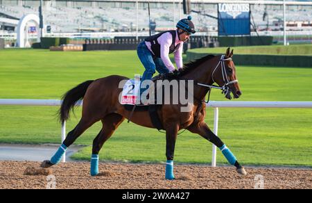 Meydan Racecourse, Dubai, Vereinigte Arabische Emirate, Freitag, 29. März 2024; der Teilnehmer der Dubai World Cup Senor Buscador und sein Fahrer nehmen an der Streckenarbeit auf der Meydan Racecourse Teil, vor dem Treffen der Dubai World Cup am Samstag, den 30. März 2024. Credit JTW equine Images / Alamy Live News Stockfoto