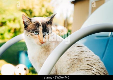 Blauäugige Siamkatze, die draußen auf dem Stuhl sitzt Stockfoto