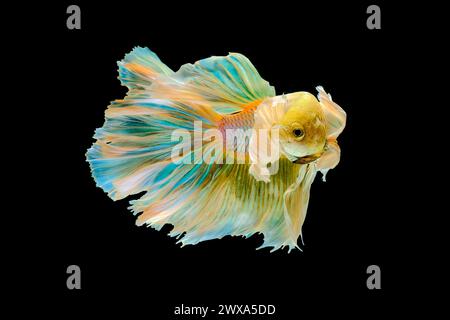 Gelber Halbmond Dumbo-Ohr Betta-Fisch Stockfoto