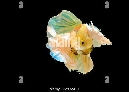 Gelber Halbmond Dumbo-Ohr Betta-Fisch Stockfoto