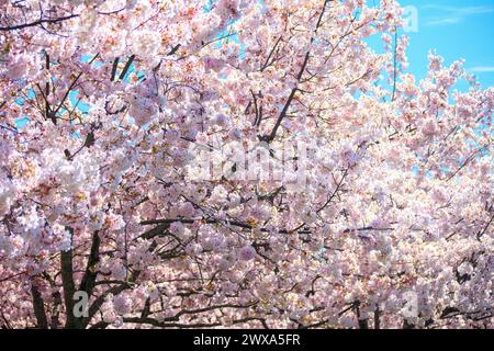 Nahaufnahme von Kirschblüten in voller Blüte vor einem klaren blauen Himmel. Stockfoto