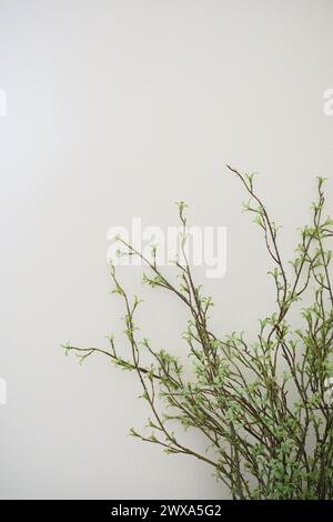Minimalistische Zusammensetzung junger Grüntriebe auf Ästen Stockfoto