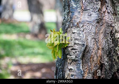 Neue grüne Blätter, die aus dem Stamm eines Reifen Baumes herausragen. Stockfoto
