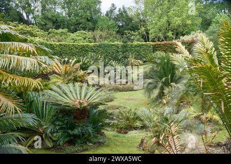 Das Cycas-Tal, auch bekannt als Sagú-Palme, eine der seltensten und primitivsten Arten, die heute existieren, befindet sich im exotischen botanischen Garten 'Ter Stockfoto