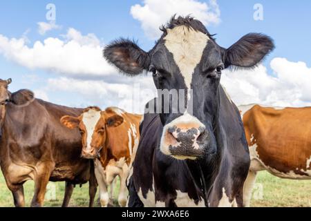 Niedliche Kuh, die in die Kamera blickt, sich neugierig auf einem grünen Feld und mit blauem Himmel nähert Stockfoto