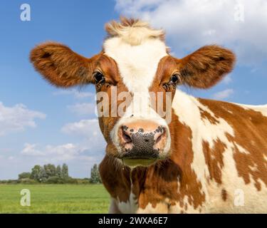 Kuhgesicht, ein süßes und junges rotes Gesicht, mit weißem Glanz und rosa Nase und freundlich aussehend Stockfoto