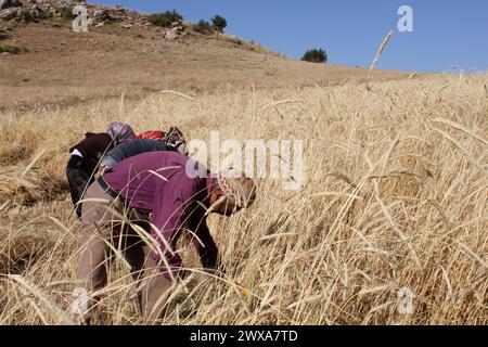 Menschen, die in Anatolien Weizen ernten Stockfoto